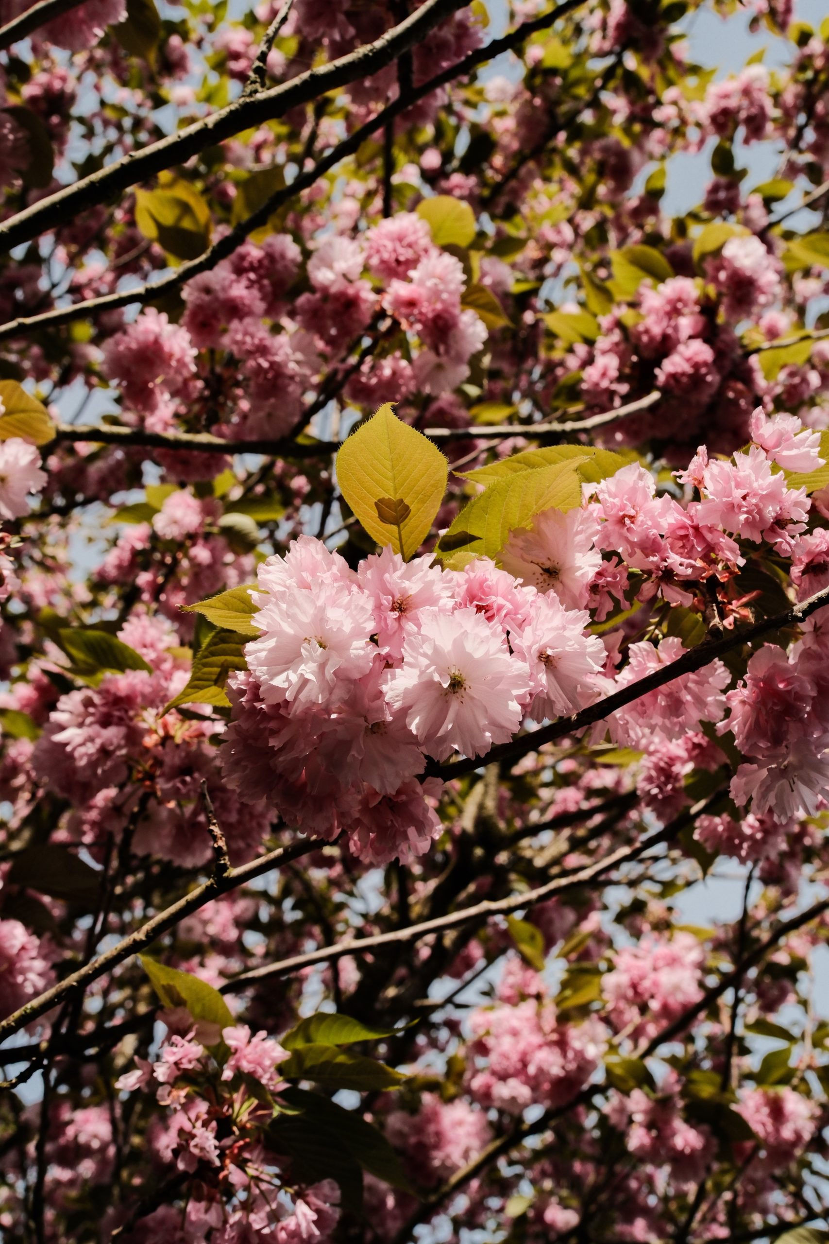 DSCF6366